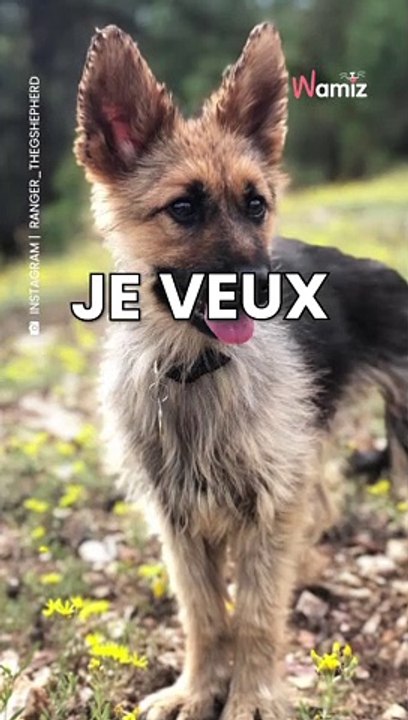 Derrière le côté mignon, une triste réalité