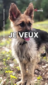 Derrière le côté mignon, une triste réalité