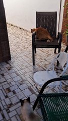 Dog Ruins Hunt With Enthusiastic Charge