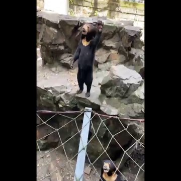 Sosyal medyayı ikiye bölen ayının yeni görüntüleri çıktı! Ayı mı, insan mı?