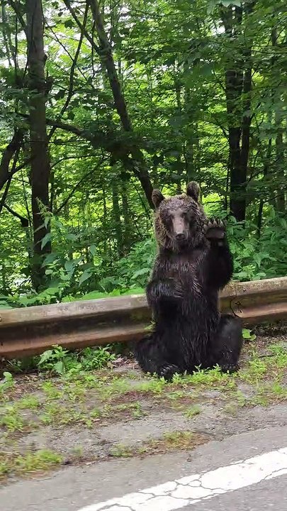 Transfagarasan Brown Bear Waves Hello