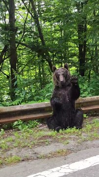 Transfagarasan Brown Bear Waves Hello