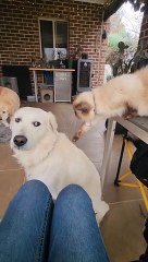 Chat bavard bops chien calme