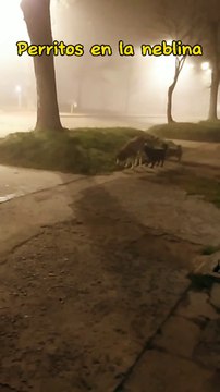 Perritos y Neblina (Tacuarembó, Uruguay)