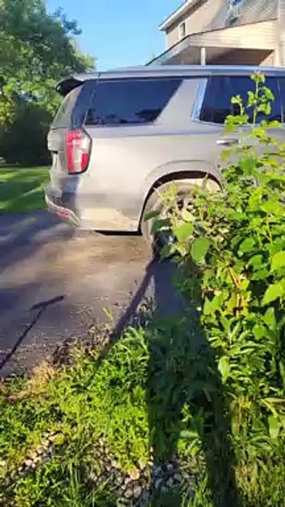 Poulet monte sur quatre roues