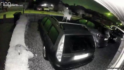 Foxes caught on camera playing on car