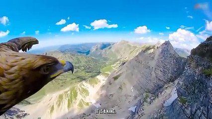 Eagle Suffocate a Heron Until death What Happens Is Shocking !!