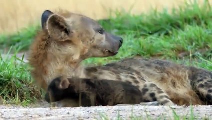 Hyenas Shred a Wildebeest Apart While it is Still Alive