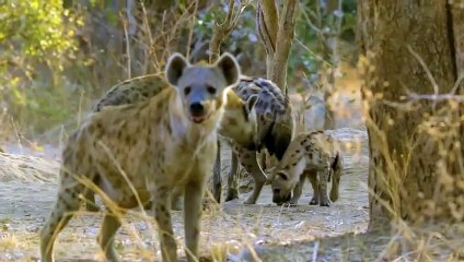 Hyenas Ruthlessly Eat a Hippo Alive