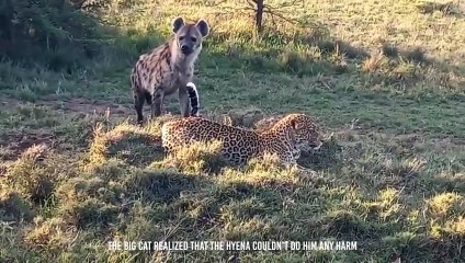 Hyenas Teaches a Leopard a Lesson He'll Never Forget