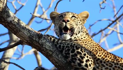 Incredible Lone Leopard Catches Baboon in Front of His Troop