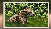 Jaguar Grabs The Caiman From Its Head