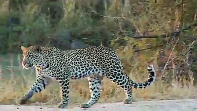 Le Léopard peut Chasser un Porc-épic Une Vraie Bataille entre Porc-épic et Léopard