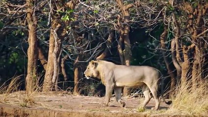 Lions In The Water Are Like Fish To This Crocodile