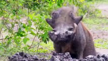 Lions Attack Warthogs Mercilessly