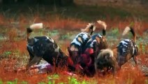 Mother And Infant Impala Were Mercilessly Slaughtered By Savage Dogs
