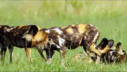 Mother Buffalo Tries to Save her Calf From Wild Dogs
