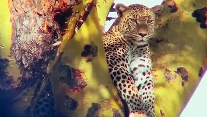 Mother Warthog Attacks Leopard To Save Her Baby !!