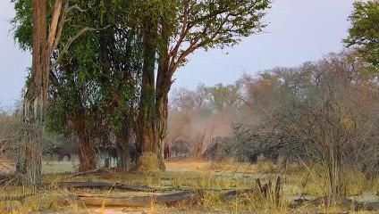 Lion Killed By The Strongest Buffalo Ever