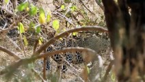 Lioness Ruthlessly Attacked a Leopard To Stole His Meal