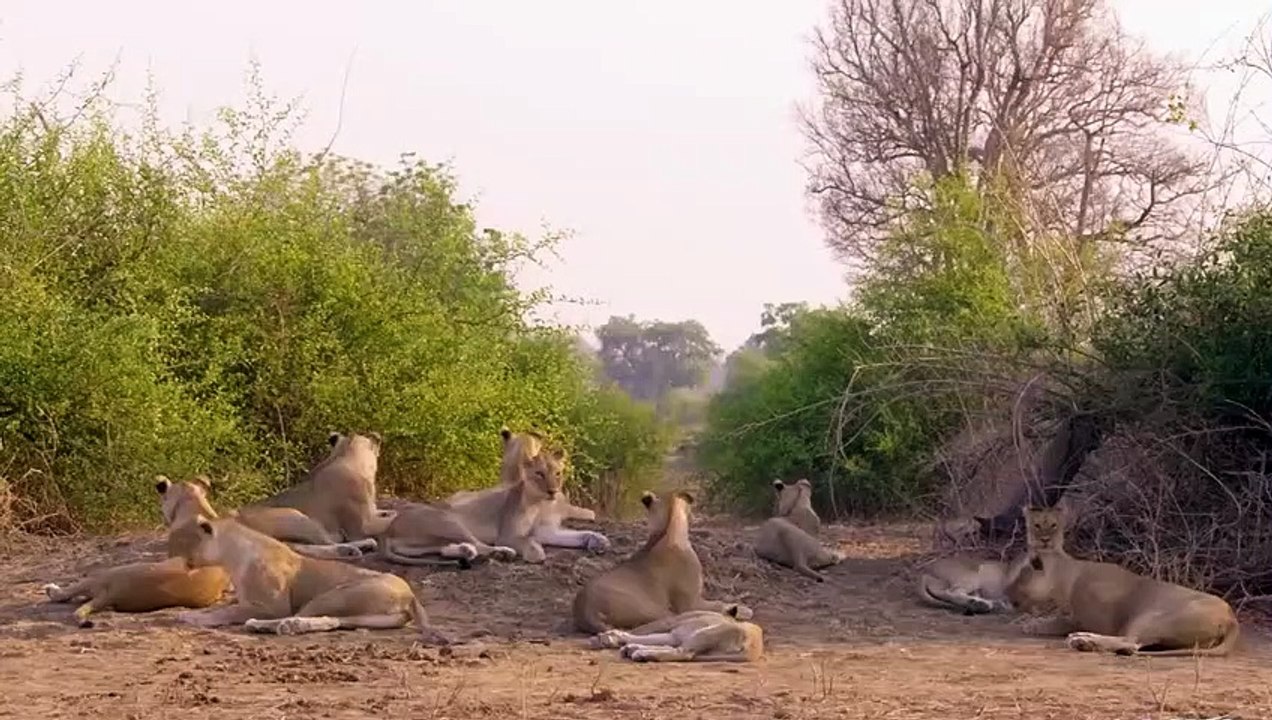 Lions Aren't Kings of The Jungle As Long as They Fear Elephants