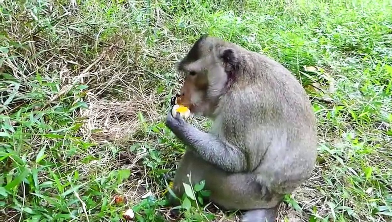 Monkey Punished By an Eagle, And Her Young Ate it !!