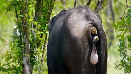 Mother Buffalo Can't Save her Calf From Lions - Lions vs Buffalo Battle