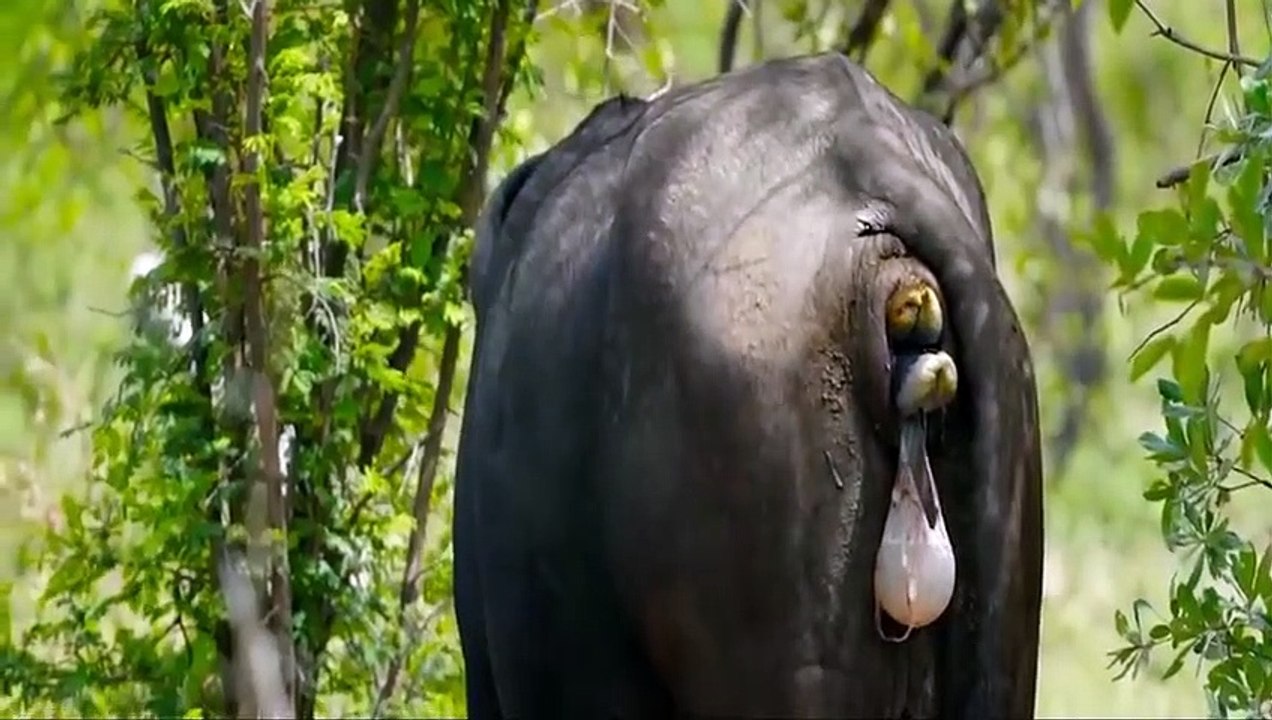 Mother Buffalo Can't Save her Calf From Lions - Lions vs Buffalo Battle