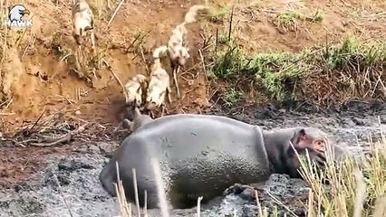 30 Moments Hippo Saves Animals From Brutal Predators   Animal Fight