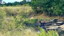 30 Moments Injured Lion Grows Horns When Confronting Buffalo   Animal Fight