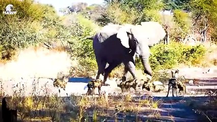 30 Moments Lion Ran Away In Pain And Was Hunted By Elephant For Daring Attack Baby Elephant