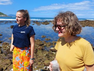L'algue toxique ostreopsis fait son nid sur les plages de la côte basque