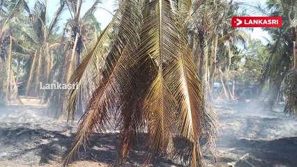 திடீரென ஏற்பட்ட தீயினால் தென்னை தோப்பு எரிந்து நாசம்