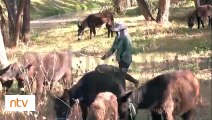 ¿Son un peligro?: Vacas y burros ingresan a la ciudad e hicieron de las 'suyas'