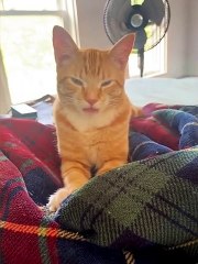 Le chat orange tire la langue