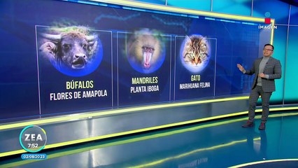 Los animales también se drogan