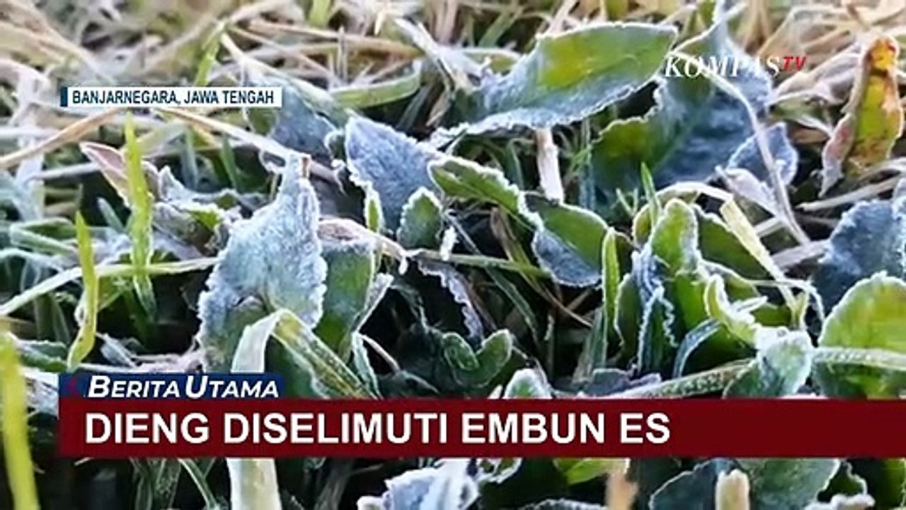 Suhu Ekstrem Capai Minus 3,5 Derajat Celcius, Dieng Diselimuti Embun Es!