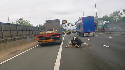 Moment cow falls from lorry into busy M6 traffic