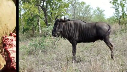 QUAND LE GNOU FÉROCE SE MET EN COLÈRE !! REGARDEZ CE QUI S'EST PASSÉ !!