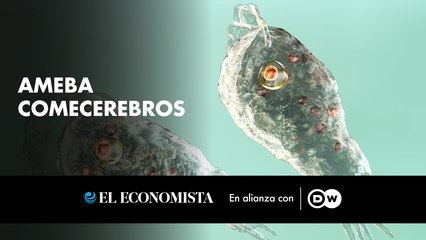 Ameba comecerebros