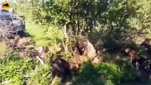 35 Tragic Encounter A Hyena's Struggle Against Nature's Ruthless Predator   Animal Fight