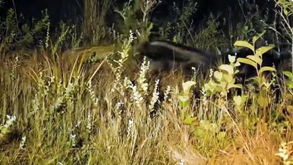 Amazing ! Useless Jaguar Was Attacked And Easily Defeated By Giant Anteater - Leopard's Fail Hunts