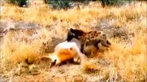 Amazing,Angry Lion Kills 10 Hyenas When It Attacks Cubs - Lion Vs Hyena