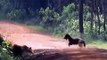 Animal World, The Mother Antelope Fiercely Attacks The Leopard To Save Her Baby,Antelope Vs Leopard