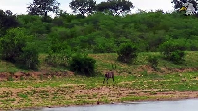 Antelope Fights to The Death For Her Life 5 Times Injured Animal Fights For Life...