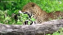 Bad Thing Happened To Poor Injured Leopard and What Happen Next, Can It Survive  Wild Animals