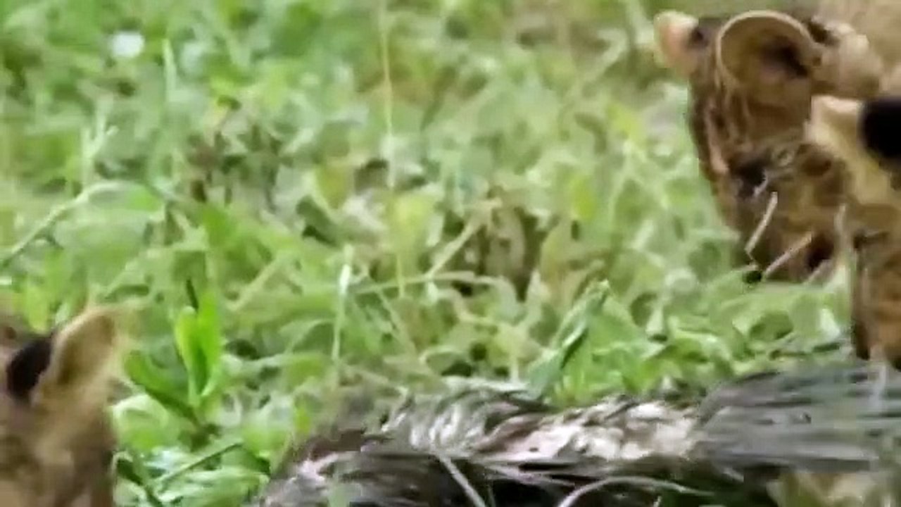 Bees Are Too Dangerous! Stupid Lion Almost Dies When Burned With Powerful Venom by Bees