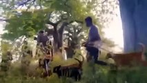 Incredible! Maasai Aborigines With Weapons Pursuing Lion And Leopard For Dare To Attack Cattle