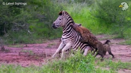 Injured Hyenas When Hunting Continuously Live In Pain, Can It Survive Wild Animals
