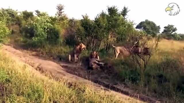 Injured Lions After Fighting For Territory and What Happened Next The Last Fight Of Bob Junior...